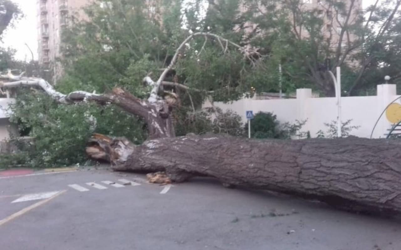Bakıda külək 7 ağacı aşırdı 