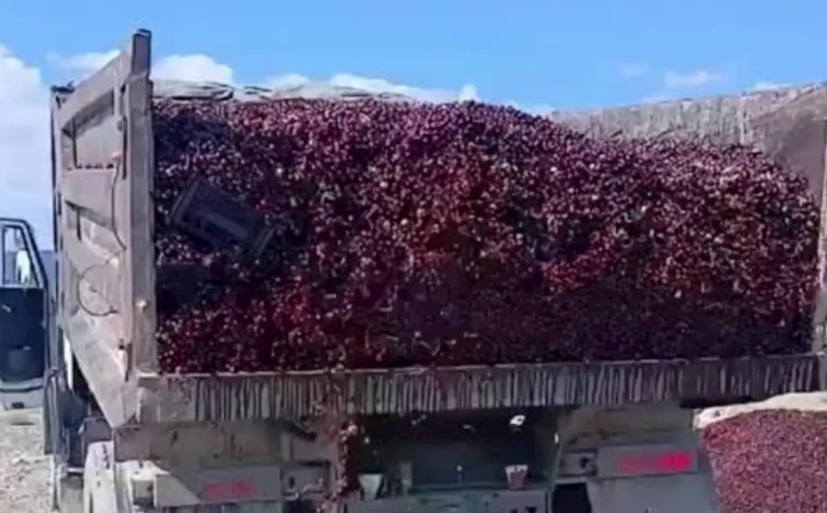 Bakıda gilas 12 manata satılır, rayonlarda kamazla zibilliyə atırlar — Səbəb nədir?