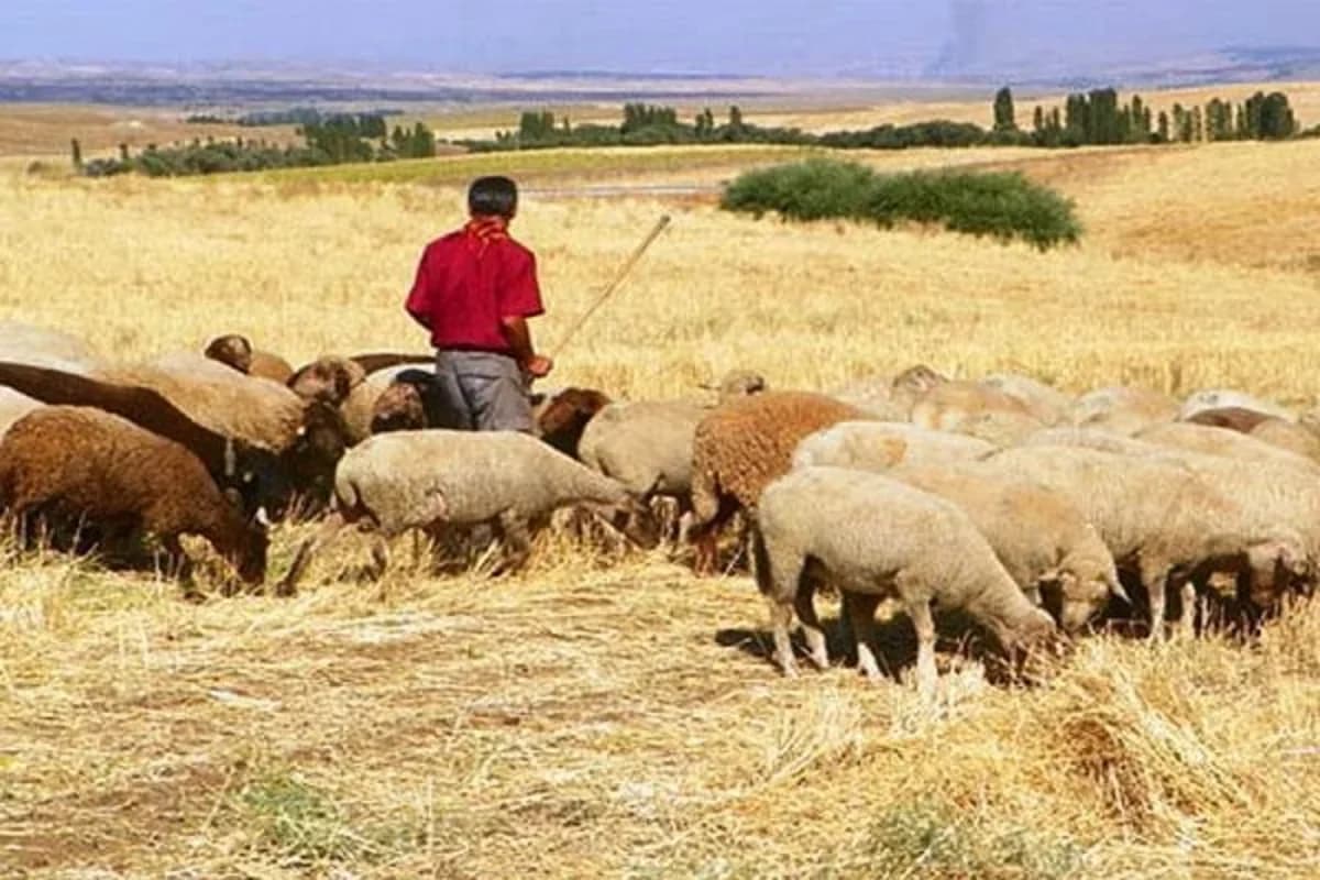 Şamaxıda çoban nənəsini söyən arvadını çomaqla döydü 