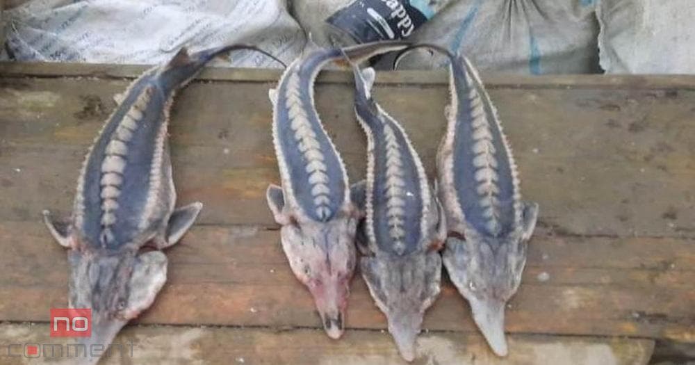 Baş Prokurorluq və DSX birgə məlumat yaydı Baş Prokurorluq və DSX birgə məlumat yaydı