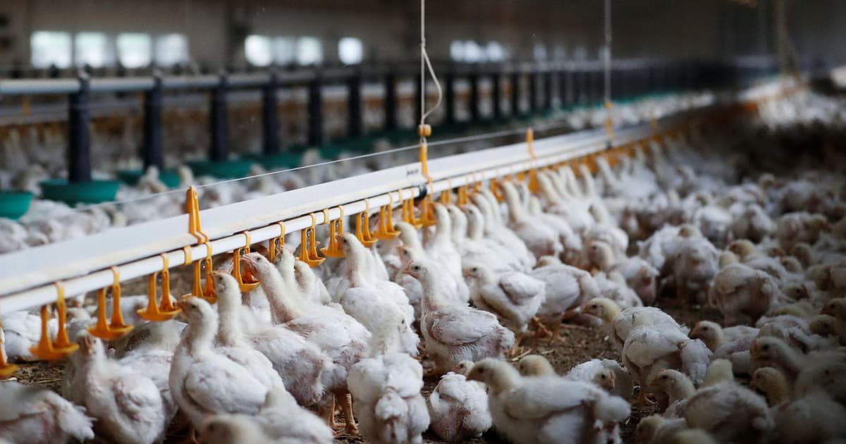 Daha 6 ölkədən quş idxalı qadağan edildi Daha 6 ölkədən quş idxalı qadağan edildi