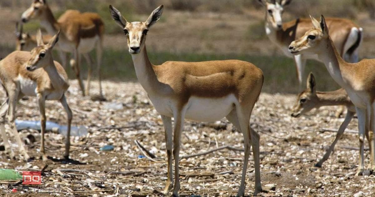 Azərbaycanda olan ceyranların sayı AÇIQLANDI Azərbaycanda olan ceyranların sayı AÇIQLANDI