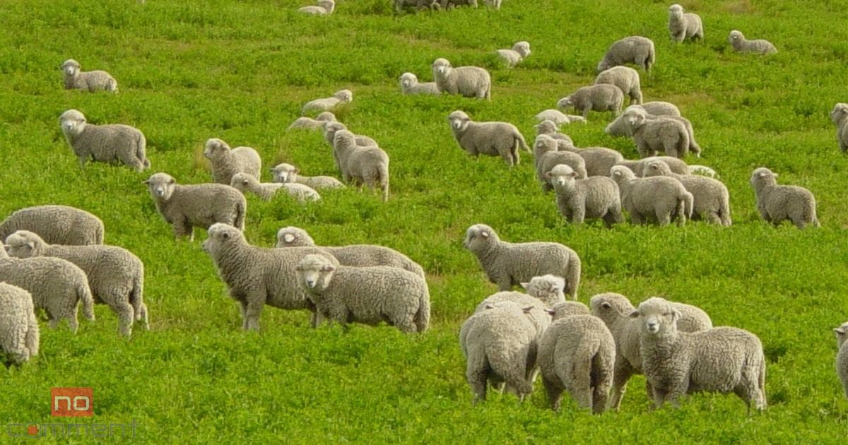 Azərbaycanda qoyunların sayı sürətlə azalır: Son 6 ilin statistikası Azərbaycanda qoyunların sayı sürətlə azalır: Son 6 ilin statistikası