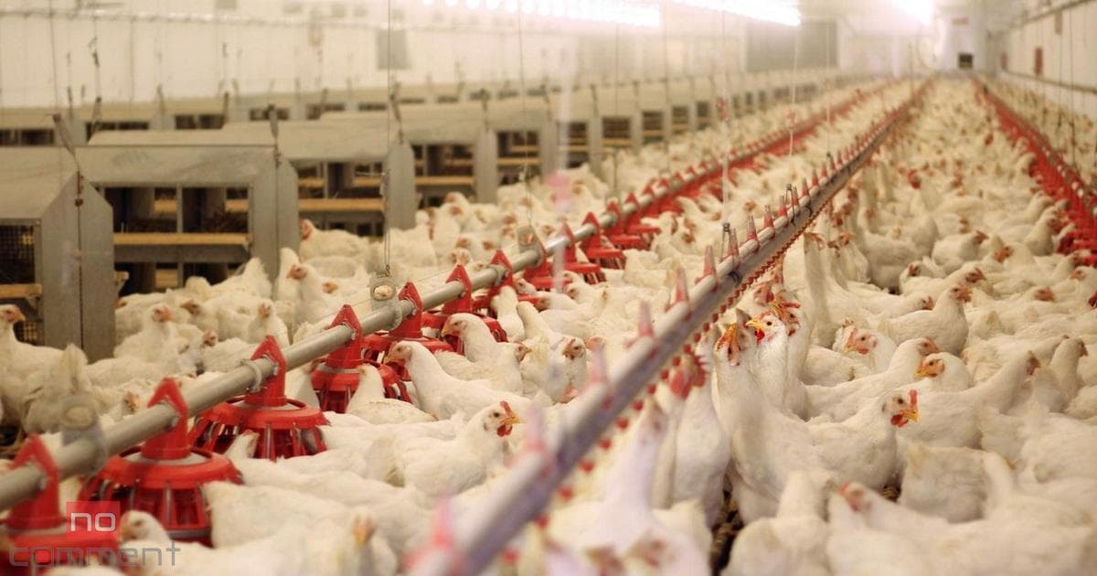 Azərbaycana diri toyuqların gətirilməsi qadağan OLUNDU Azərbaycana diri toyuqların gətirilməsi qadağan OLUNDU