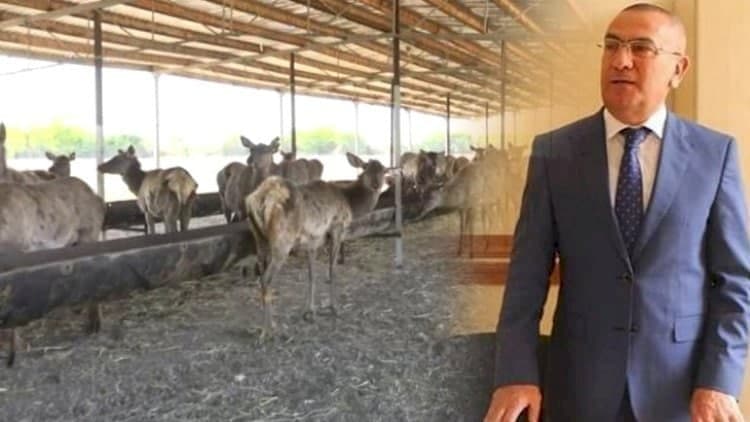 Həbs olunan icra başçısının maralları Salyana aparıldı Həbs olunan icra başçısının maralları Salyana aparıldı