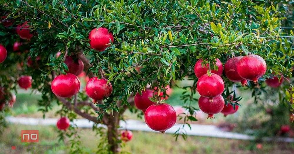 Rusiya və Ukrayna Azərbaycan narının əsas idxalçılarıdır: Bazarı nə gözləyir? Rusiya və Ukrayna Azərbaycan narının əsas idxalçılarıdır: Bazarı nə gözləyir?