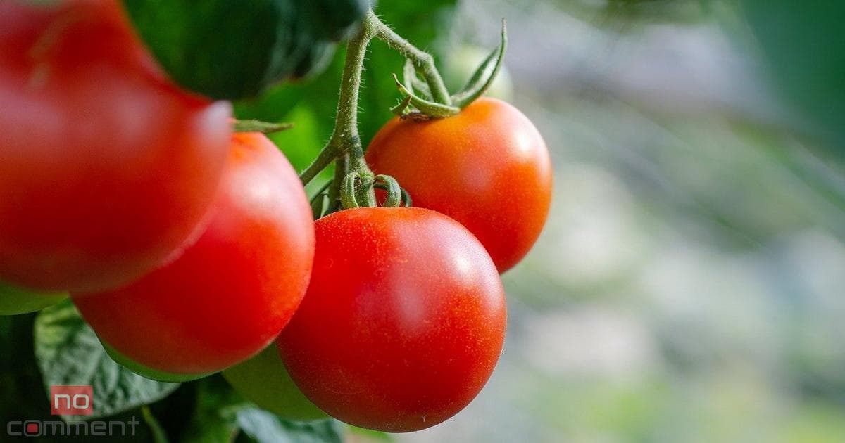 Ölkədə pomidorun bahalaşmasının səbəbləri açıqlanıb Ölkədə pomidorun bahalaşmasının səbəbləri açıqlanıb