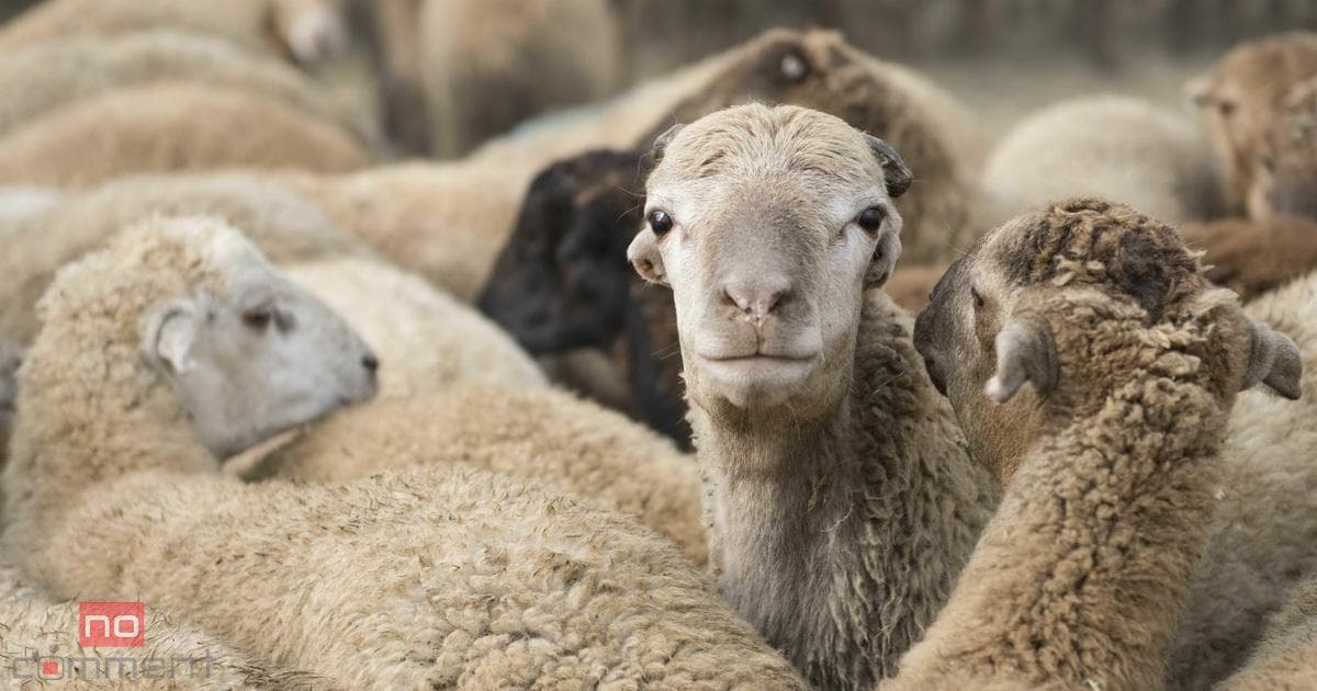 AQTA-dan Qurban bayramı ilə bağlı müraciət AQTA-dan Qurban bayramı ilə bağlı müraciət