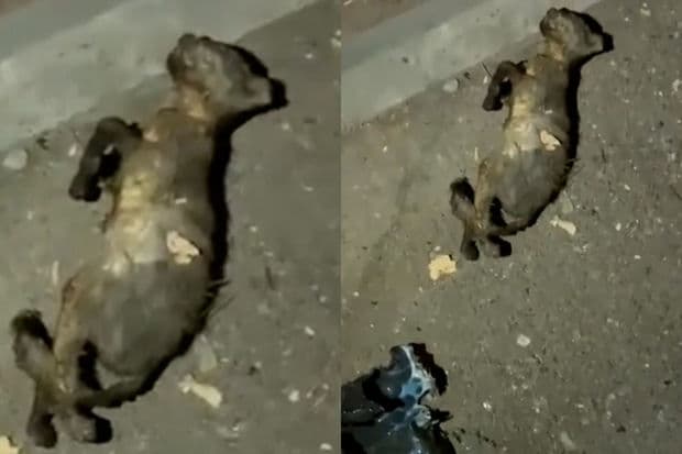 Bakıda uşaq pişiyi yandırıb öldürdü Bakıda uşaq pişiyi yandırıb öldürdü