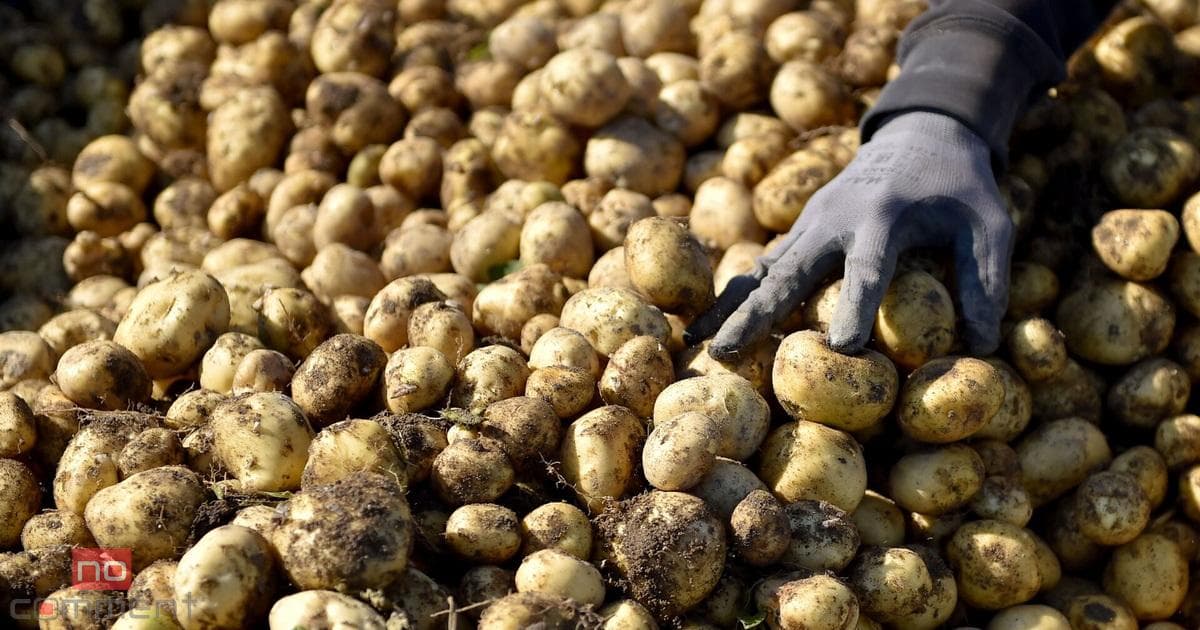 Rusiyadan gətirilən kartofda zərərli orqanizm aşkarlandı Rusiyadan gətirilən kartofda zərərli orqanizm aşkarlandı