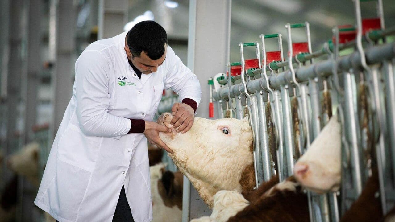 Laçındakı Heyvandarlıq Seleksiya Mərkəzində saxlanılan heyvanların sayı artırılıb Laçındakı Heyvandarlıq Seleksiya Mərkəzində saxlanılan heyvanların sayı artırılıb