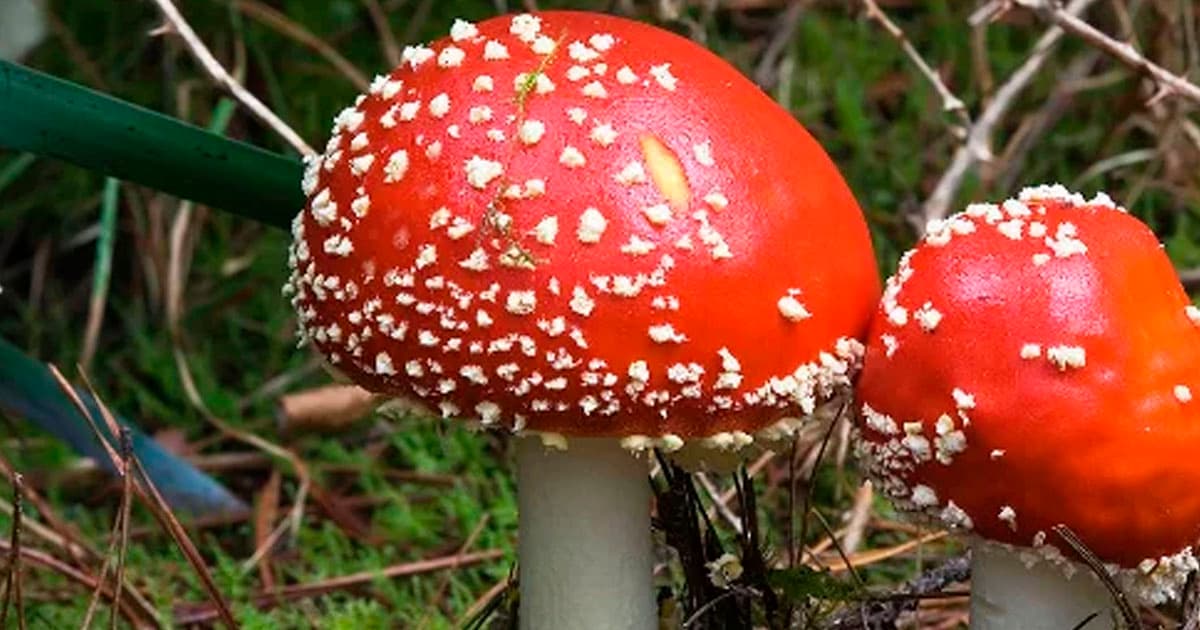 Azərbaycanda bitən bu göbələk öldürür – DİQQƏTLİ OLUN! Azərbaycanda bitən bu göbələk öldürür – DİQQƏTLİ OLUN!