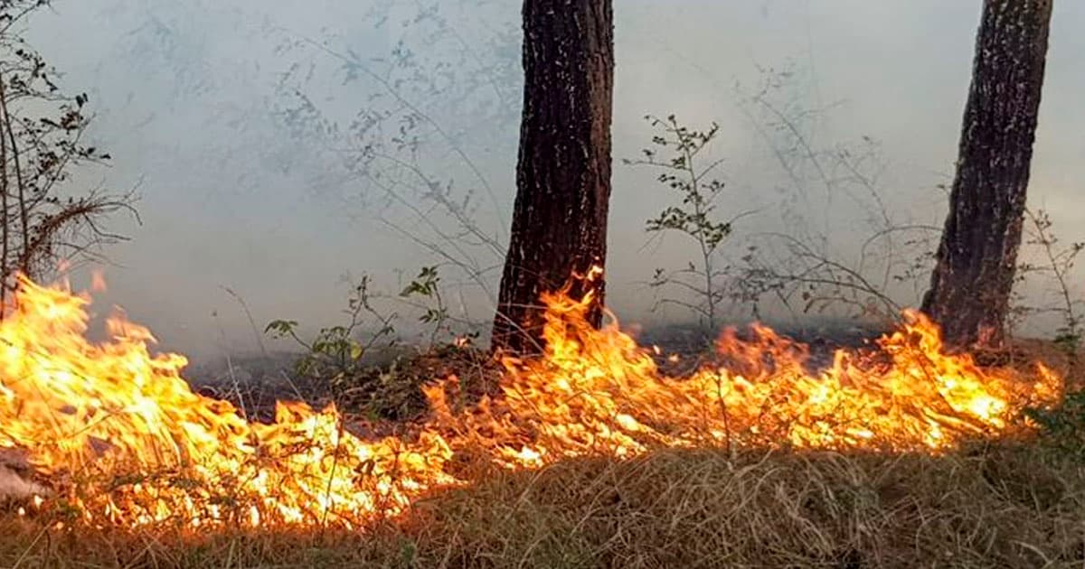 Türkiyədə meşə yanğınına görə iki nəfər saxlanılıb Türkiyədə meşə yanğınına görə iki nəfər saxlanılıb