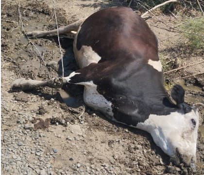 Elektrik naqili cins heyvanın tələf olmasına səbəb oldu – FOTO Elektrik naqili cins heyvanın tələf olmasına səbəb oldu – FOTO