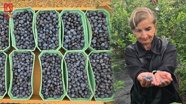 Kilosu 30 manata SATILIR, yalnız Siyəzəndə yetişir - möcüzəvi FAYDALARI - FOTO