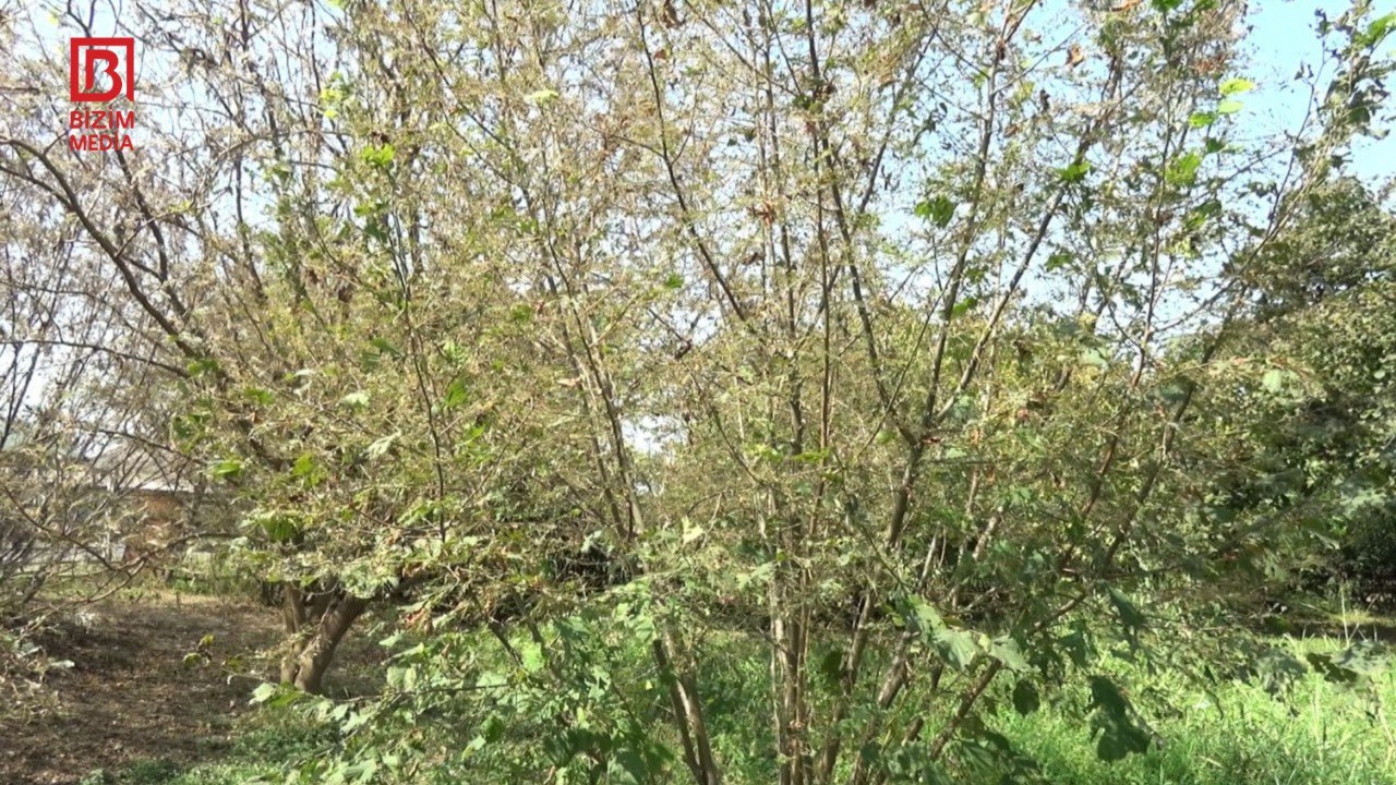 Azərbaycanın şimalında yeni təhlükə: evlərə dolur... - FOTOLAR