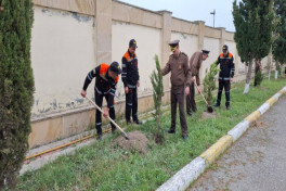FHN-in Aran Regional Mərkəzi ağacəkmə aksiyası keçirib