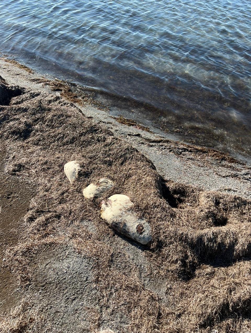 Xəzər sahilində daha 71 ölü suiti aşkarlandı - FOTO Xəzər sahilində daha 71 ölü suiti aşkarlandı - FOTO