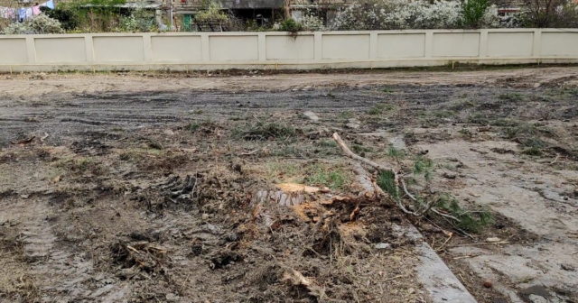 Sumqayıtda 17 ağac qanunsuz kəsildi