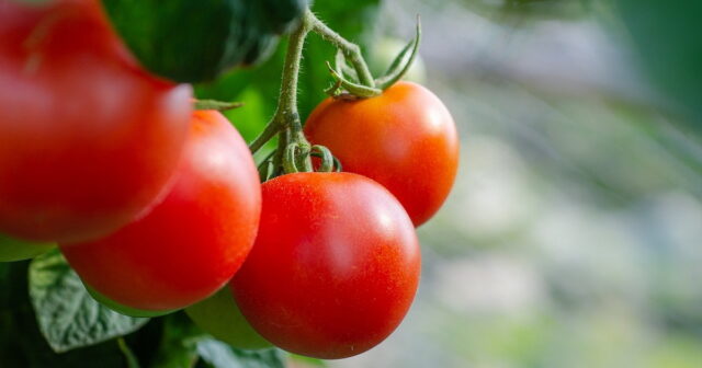 COVİD vaksinli pomidorlar yetişdirilir