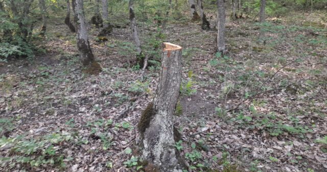Cəlilabad meşəbəyliyində 225 qanunsuz kəsilmiş ağac aşkarlandı