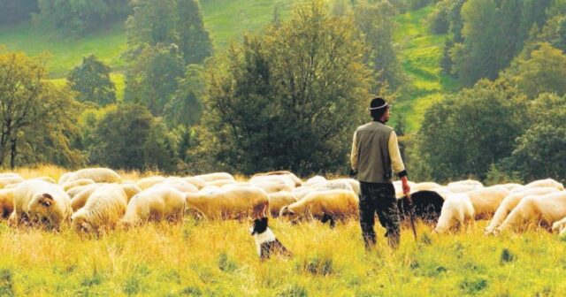 Çoban fermeri ÖLDÜRDÜ