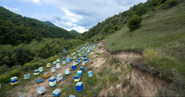 Daha 2500 arı ailəsi Kəlbəcər yaylaqlarına köçürülür