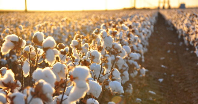 Saatlıda pambıq yığanların pulları niyə verilmir? – ŞİKAYƏT