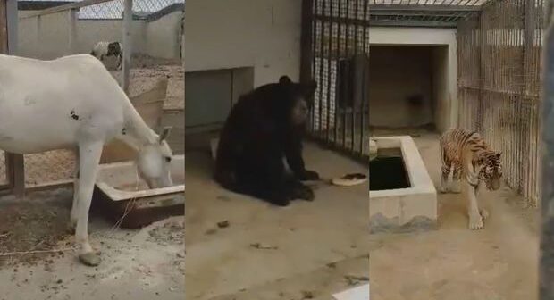 Bakı Zooparkında rəzalət: işçilər qovulur, heyvanlar ac saxlanılır – VİDEO