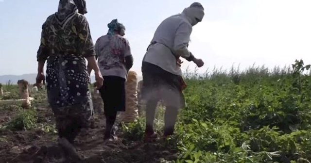 12 manata 12 saat kartof yığan qadınlar… – Video