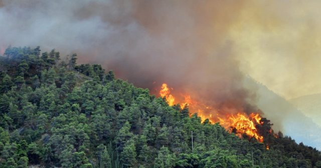 Azərbaycanda 1600 hektar meşə sahəsi yandı