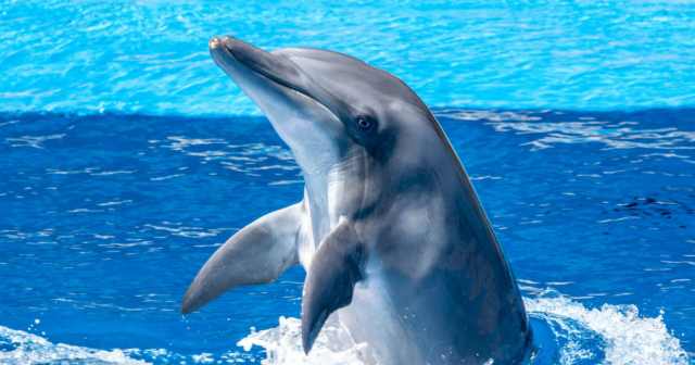 Meksika nəsli kəsilməkdə olan delfinləri axtarmağa başlayır