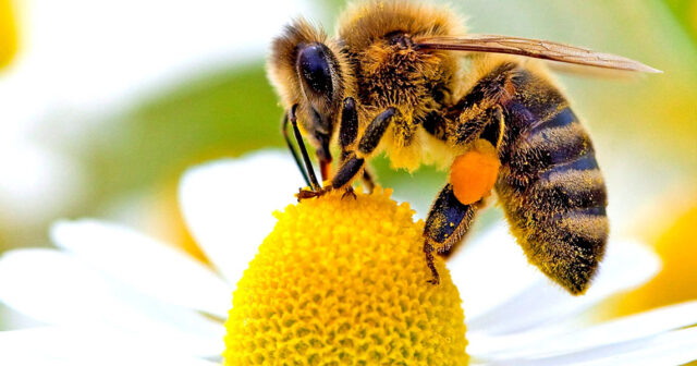 Oğrular 700 bal pətəyi oğurlayıb arıları öldürdülər