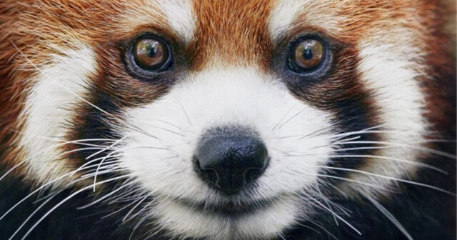 Bu heyvanların nəsli kəsilir – SƏBƏB