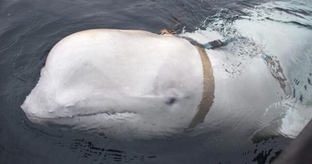 “Casus” balina bu dəfə İsveç sahillərində göründü