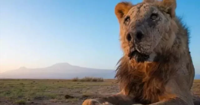 Dünyanın ən yaşlı aslanlarından biri öldürülüb