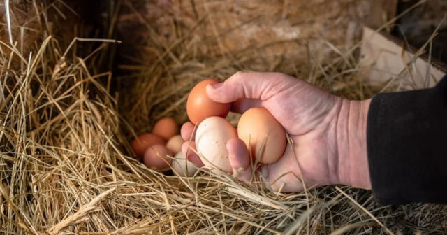 Füzulidə ŞOK OLAY: 54 yaşlı qadın yumurtanın badına getdi