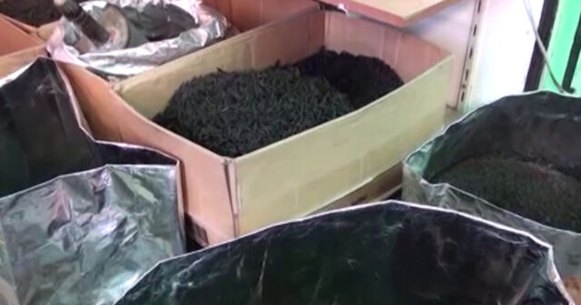 Kilosu 400 manata yerli çay satılır – VİDEO