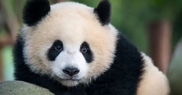 Çin və ABŞ arasında yenidən Panda diplomatiyası