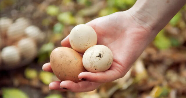 Yumurtanın üzərindəki kodların SİRRİ: “Bu rəqəmlə başlayırsa, ən keyfiyyətsizidir” – FOTO