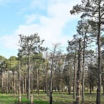 Bakıda 40 il əvvəl salınan park xarabaya çevrilib: Meşəlik itlərin oylağıdır – FOTOLAR