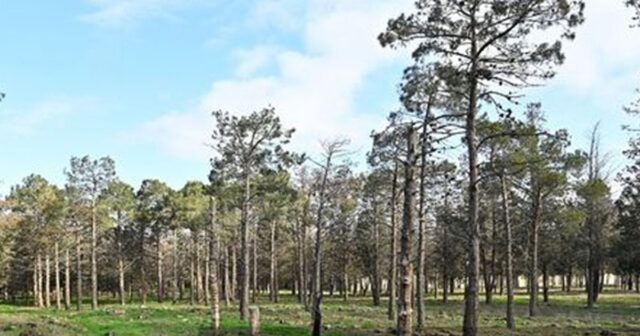 Bakıda 40 il əvvəl salınan park xarabaya çevrilib: Meşəlik itlərin oylağıdır – FOTOLAR