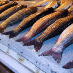 Balıq bazarında bahalaşma var – VİDEO