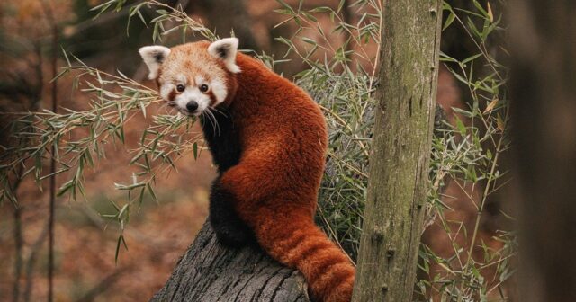 Zooparkda atəşfəşanlıq səbəbilə panda ölümü qeydə alınıb