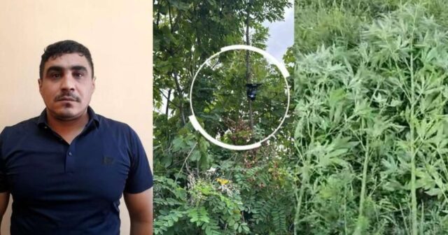 Göyçayda bağını narkotik plantasiyasına çevirən şəxs tutuldu