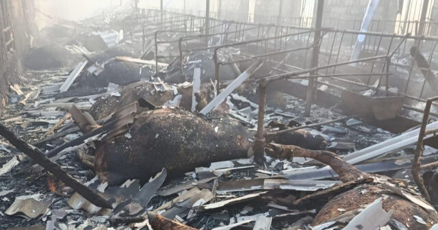 Salyanda fermada yanğın olub, 45 baş iribuynuzlu heyvan, 7 min ədəd ot bağlaması yanıb – FOTO