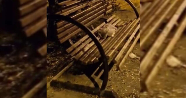 Pis qoxu, tullantılar və laqeydlik – Hövsan parkında dözülməz vəziyyət – VİDEO