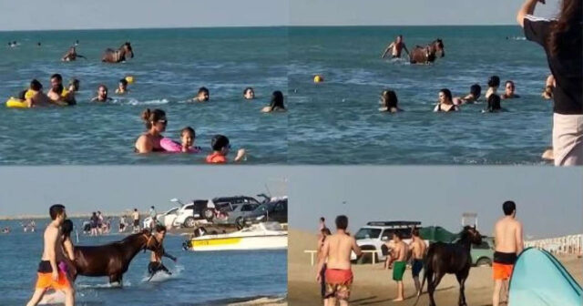 Pirşağıda atları çimərliyə sürdü, həbs olundu – VİDEO