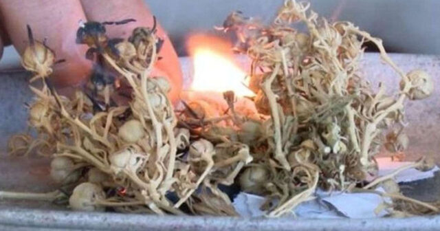 Üzərliklə bağlı şok xəbər – Bu ölkələrdə narkotik hesab olunur – SİYAHI