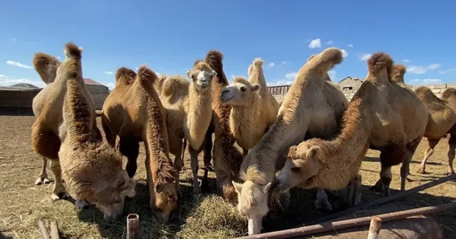 Azərbaycana dəvə gətirilməsinə məhdudiyyət qoyuldu